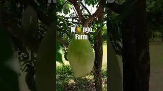 Mango 🥭 farm @AP #mango #mangofarm #fruits #mangolover #totapuri #farmland #mangoseason #rainfall