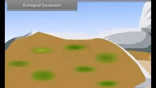 Ch 14 - Ecosystem | Types of succession