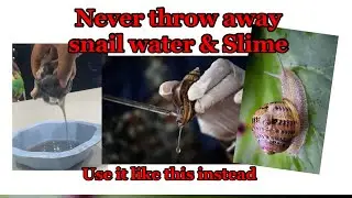 How to use snail water and slime for your skincare