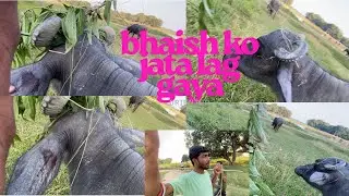 Mere bhaish it&rsquo;s ko kata lag gaya 🥲 #sandeepvlogger55 