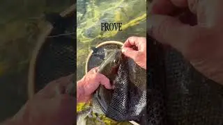 Гимн рыбалки 🎏🐠🍽️