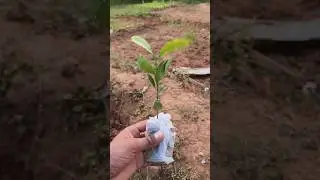 Apple 🍎 Ka Tree 🌲#minivlog #shortvideo #shortsfeed #shorts #viral #video #youtube #comedy #funny