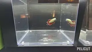 Premios ganados en el I concurso IBC Canarias:mis lineas de bettas de siempre