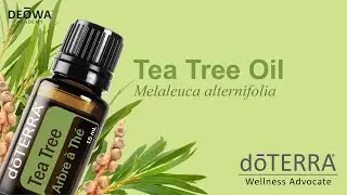 doTERRA Tea Tree Essential Oil-DEOWA Academy