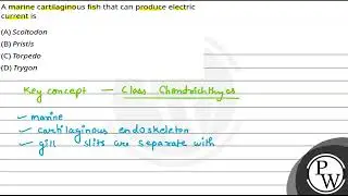 A marine cartilaginous fish that can produce electric current is....