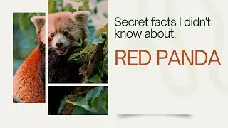 The Red Panda&rsquo;s Life Is Harder Than You Think