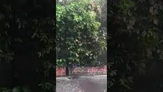 Rain on Lush Green Leaves: Nature's Deep Sleep Remedy #backyardrainasmr #heavyrainonleaves #imsomnia