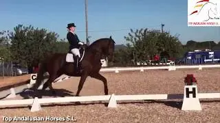 CODE [18] STUNNING ANDALUSIAN DRESSAGE HORSE FOR ANY RIDER