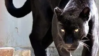 ANIMALS DO HAVE THIER OWN LOGIC, REASONING, AND LANGUAGE, IT&rsquo;S JUST IN A LESSER FORM THAN HUMANS 