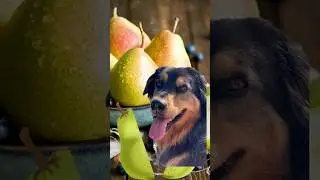 Dog #pear #shorts #trending