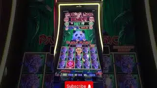 DRAGON LINK! PANDA MAGIC AND FULL SCREEN!! WATCH AND SEE! LETS GO! #shorts #casino #dragoball #slot