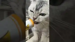 👅👅👅 #cats #cute #youtube #baby #babygirl #cat #joy #toy #babyshark #motivation