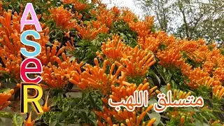 الله علي الرقه والجمال وكثرة الأزهار علي متسلق اللهب وطرق الإكثار متسلق بيجونيا بيروستيجيا فينوستا