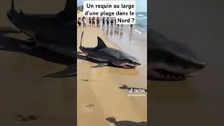Un requin au large d&rsquo;une plage dans le Nord&nbsp;#monde