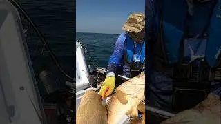 grouper fishing #bigfish #shots