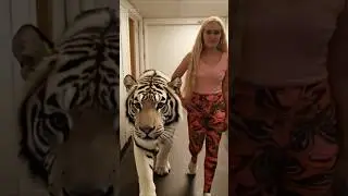 Ai White Tiger #aifilter #capcut #trending #fypシ゚viral #shortsviral #viral #whitetiger #ai #aitiger