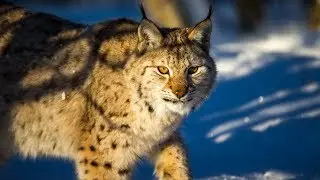 Lynx and Wolf in 4k