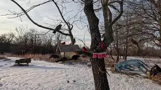 Backyard wild birds at feeder on a cold January day