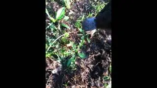 Tomcat Mole Trap