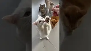 Cat:I can fly for snacks. Watch this adorable jump #cat #cute #pets