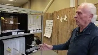 Kleurrijke vogels tonen verenpracht tijdens vogelshow in Grou 17 november 2019