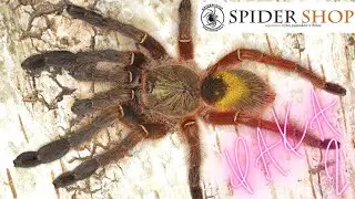 PAKA #2 od SpiderShop.pl - Gimnastyka dla języka!! :-P (4K)