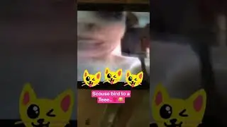 A scouse birds Hilarious impression of a Scouse bird..!! 😅😅😅