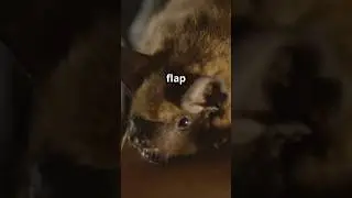 The Secret Life of Long-Eared Bats! 🦇