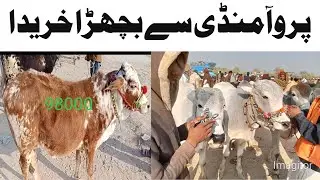 Paroa Mani Dera ismail khan New Apdates,Mandi pice 2025,Bachry qurbani 2026#bull #cow #foryou 