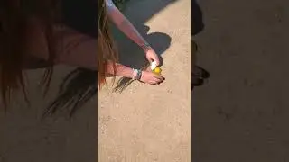 Frying an Egg on the sidewalk Pt1