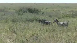 Migration continues