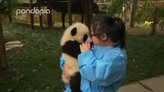 Nanny Mei playing with the pandas