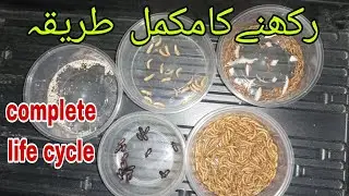 mealworms complete life cycle mealworm farming pakistan best business