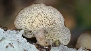 Lentinus brumalis  (Polyporus brumalis)  Winter Polypore  4k
