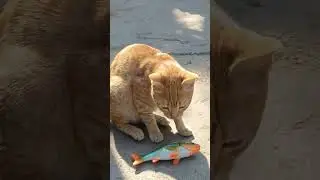 #hijab #hijabi #live #love #cat #shortsviral #hiphopindiadancerealtyshowand #catbreed #cattype #cute