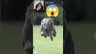 The fastest dog live (reaction)😱😱😱