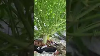 Red Eye Premium Week 1 Flower Rasberry Boogie Mosca Seeds