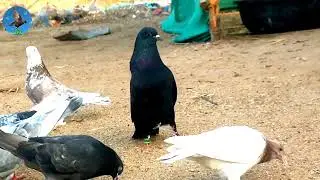 Black Diamond Ke Pathe Roller Pigeons Kutch