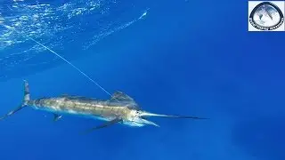 Big Game Fishing Madagaskar 🚣&zwj;♂️ Unglaubliches Angeln in Afrika!