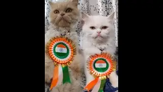 Kitchen Comedy 😂 | Jab Cat Bhi Baking Mein Interested Ho 😆 | Baking Level: Cat Mode ON 🐱