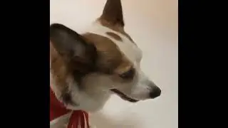 china's best Dog Clothes manufacturer