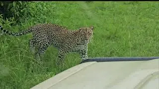 Uganda road trip The top safari in Africa is right here. 5 weeks of safari game drive.