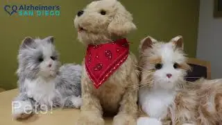 Introducing...Companion Pets!