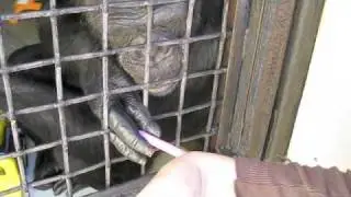 Jamie grooming with a crayon