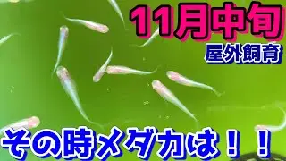 11月中旬のメダカ達の様子～その時メダカは！！餌食いは？水換えは？水温は？～