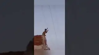 Monkey catch Electric power line But not Getting shock.? tell me Comments #shorts#electronic#europe