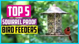 ✅ The 5 Best Squirrel Proof Bird Feeders In 2024  Reviews