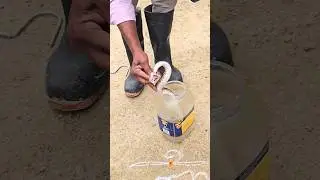 Russell's viper snake ☠️☠️ Rescue