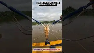 esse &eacute; o maior camar&atilde;o do mundo pego de anzol