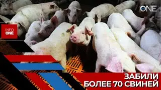 INFO ONE - На ферме в селе Богичены уничтожили более 70 свиней